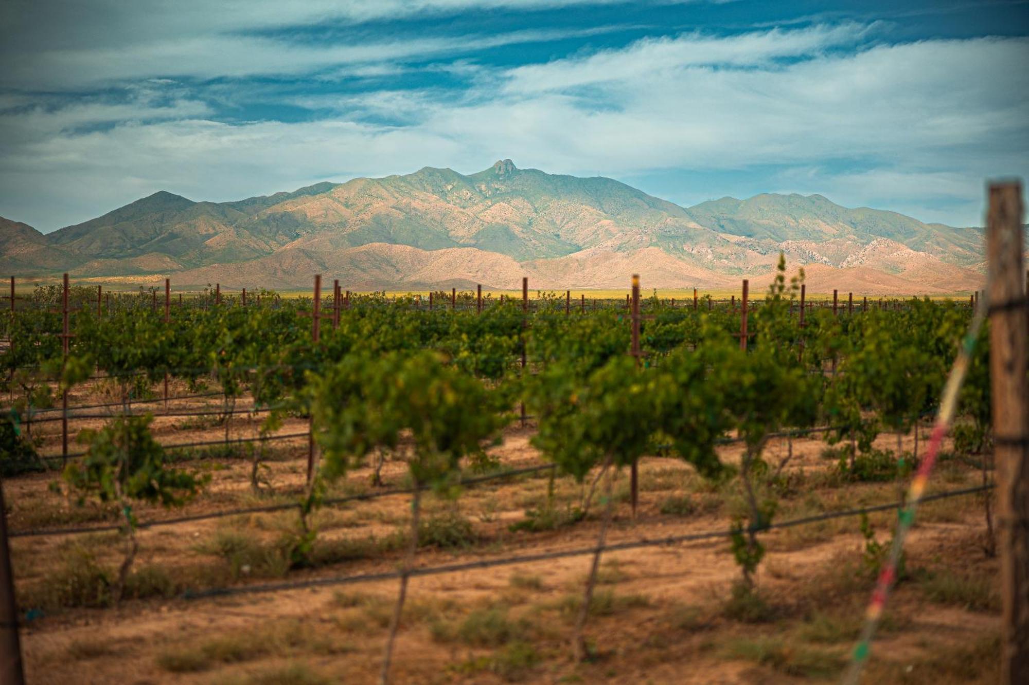 Casa Barbera At Tirrito Farm Βίλα Willcox Εξωτερικό φωτογραφία